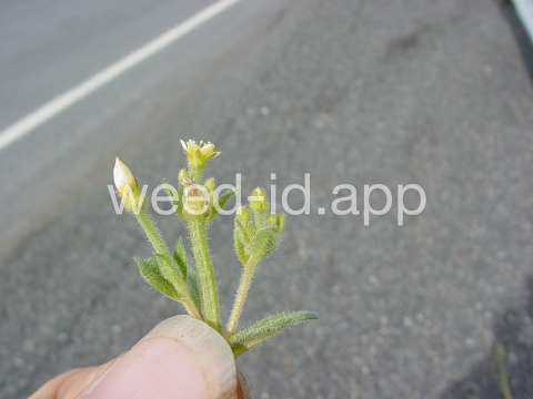 stickleaf, whitestem